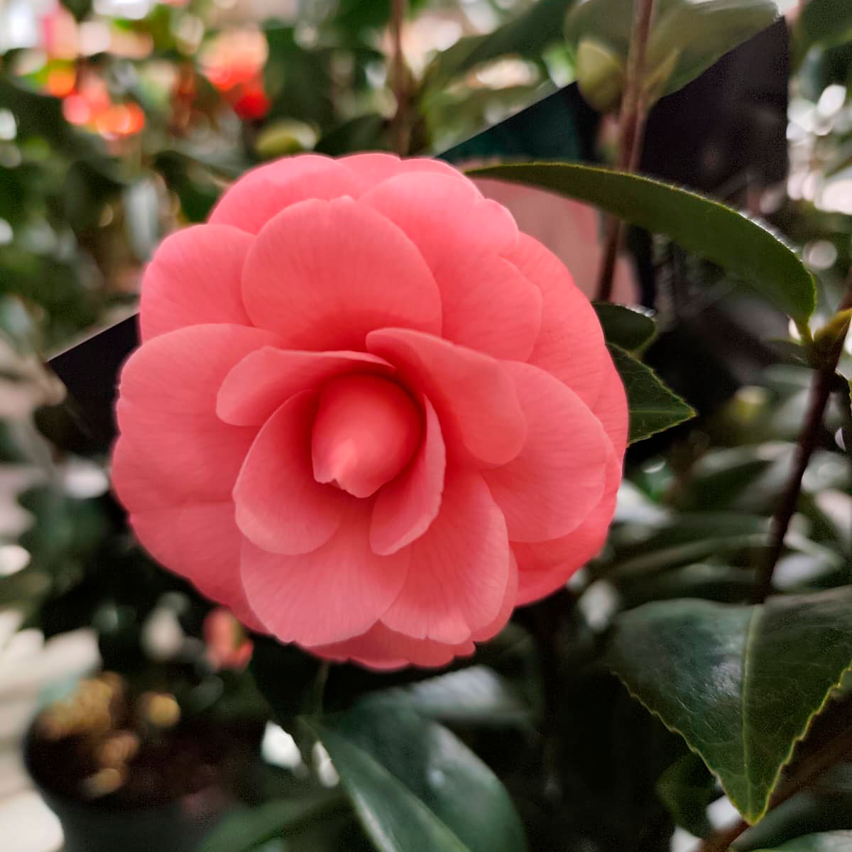 Camelia