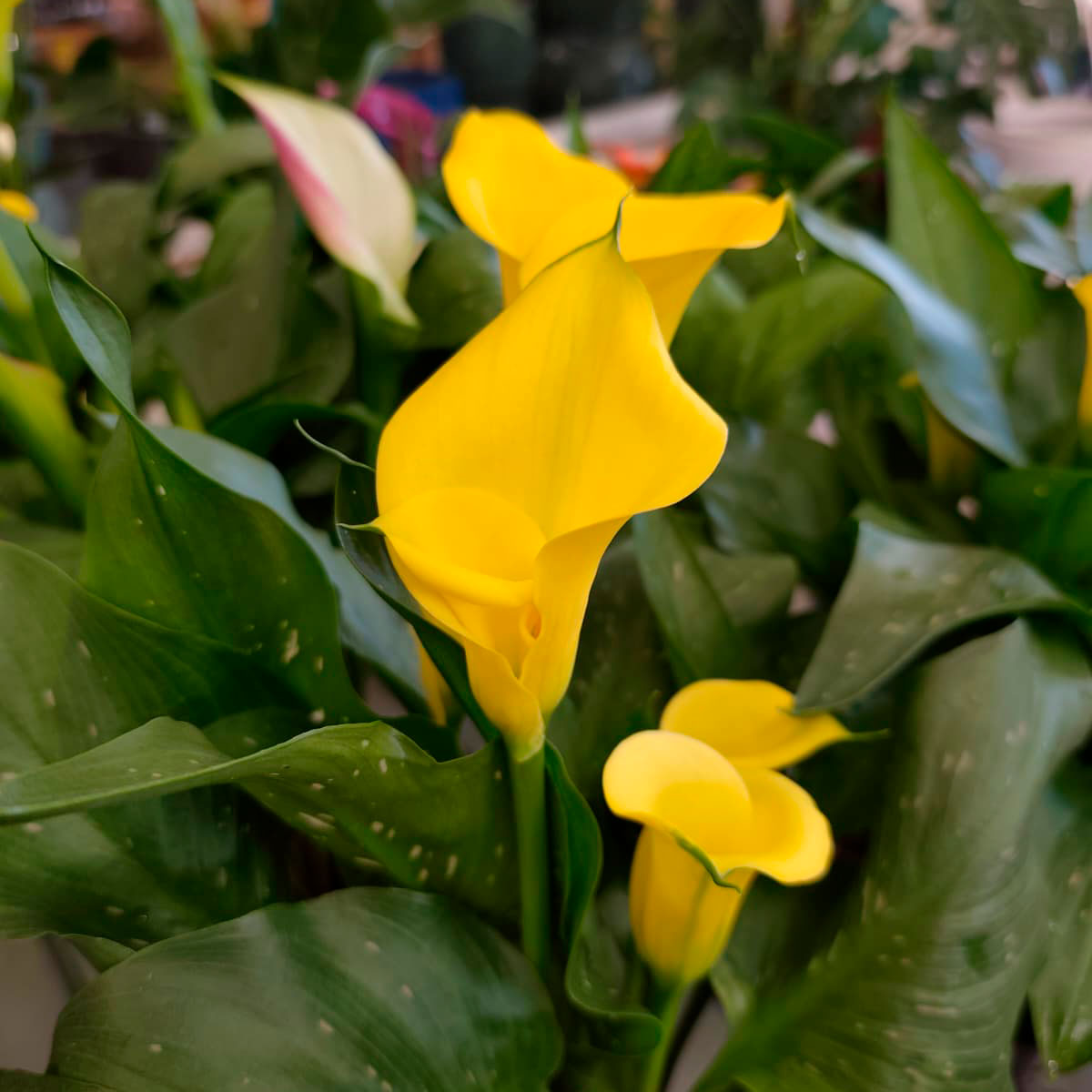 Zantedeschia