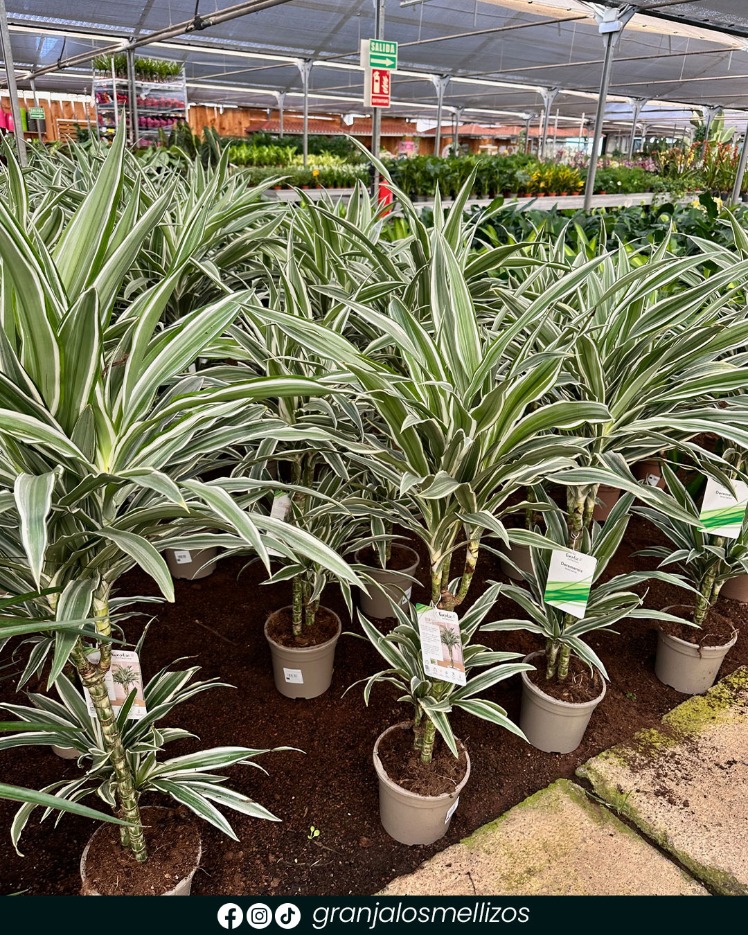Dracaena deremensis