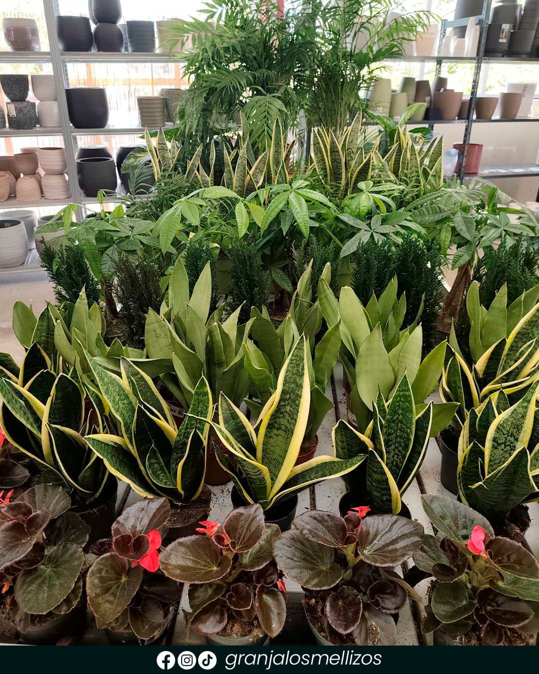 Llena de vida tu hogar