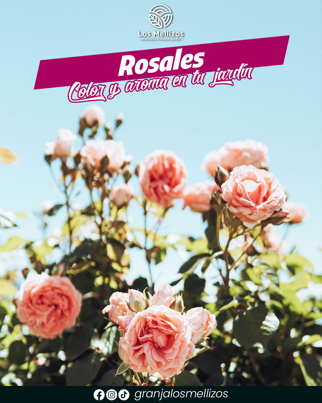 Rosales disponibles en Los Mellizos