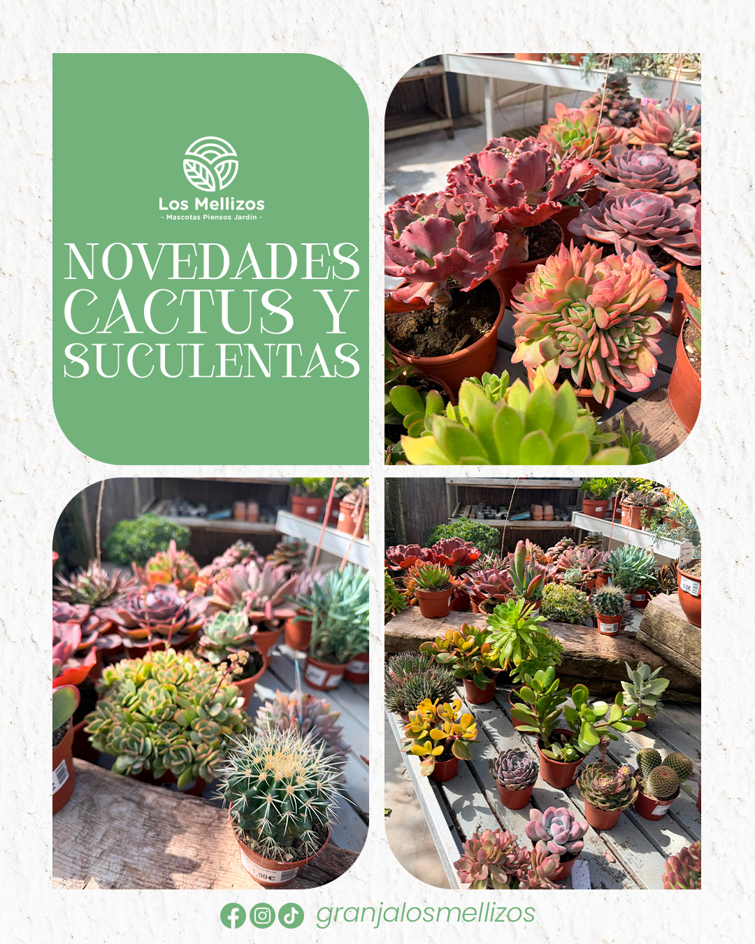 Ampliamos sección de Cactus y Suculentas