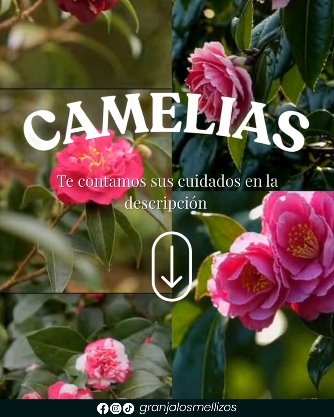 Camelias, elegancia que florece en invierno