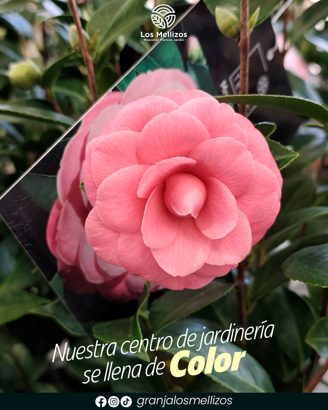 ¡El centro de jardinería LOS MELLIZOS se llena de color!