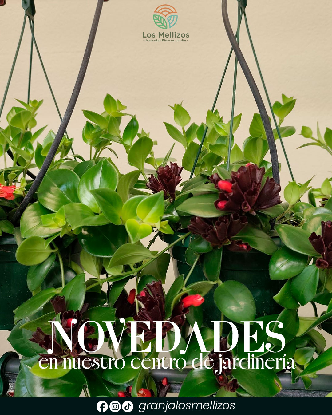 Llena de vida tu hogar