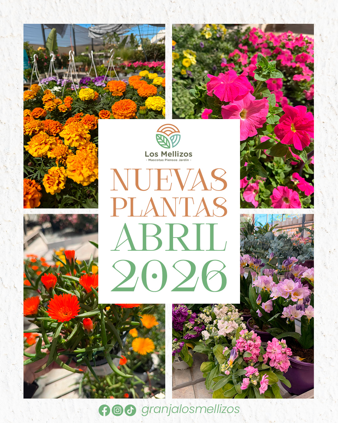 Nuevas Plantas · Abril 2026