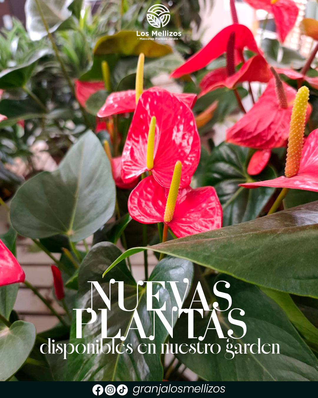 Nuevas plantas disponibles