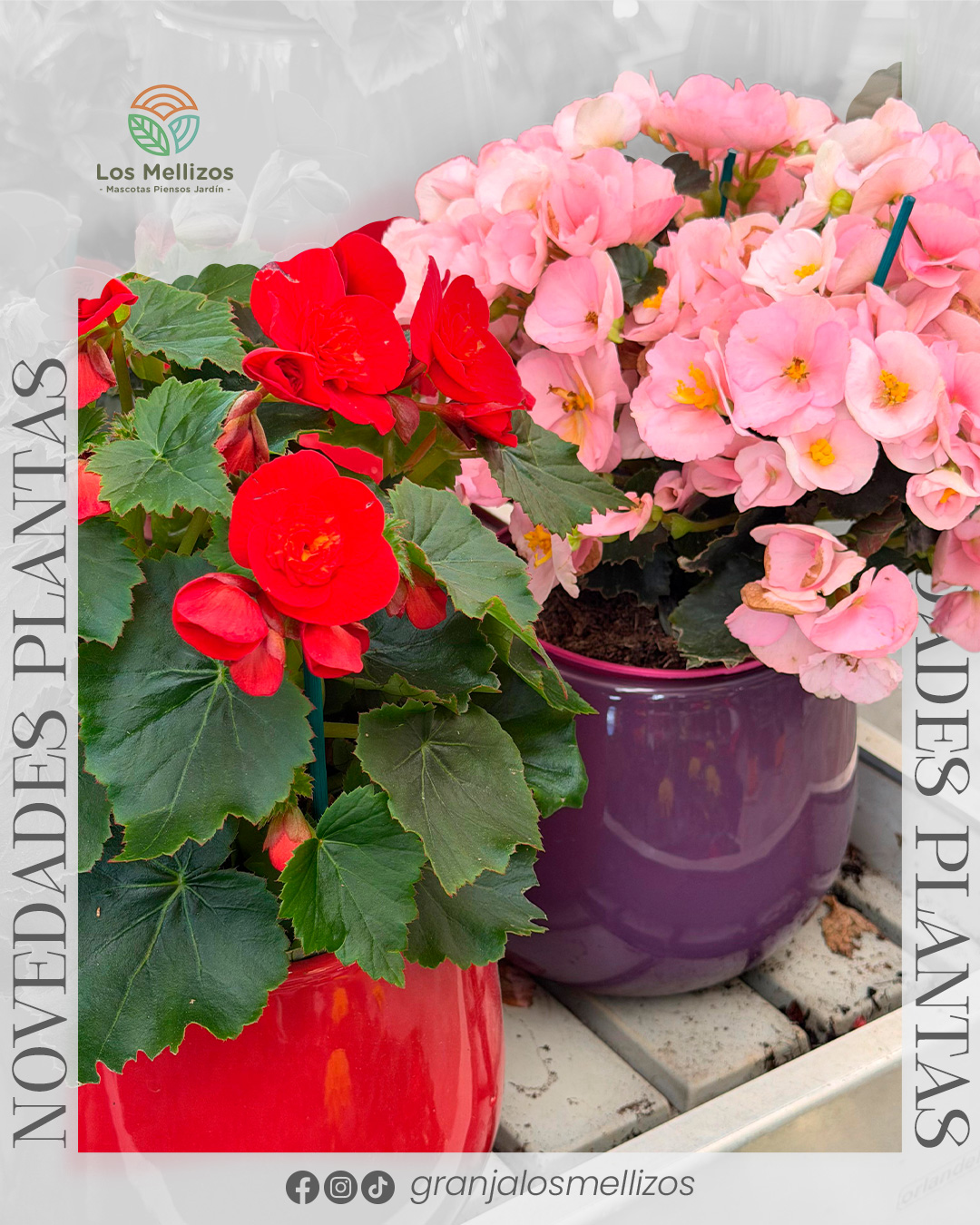 Ampliamos las variedades de plantas