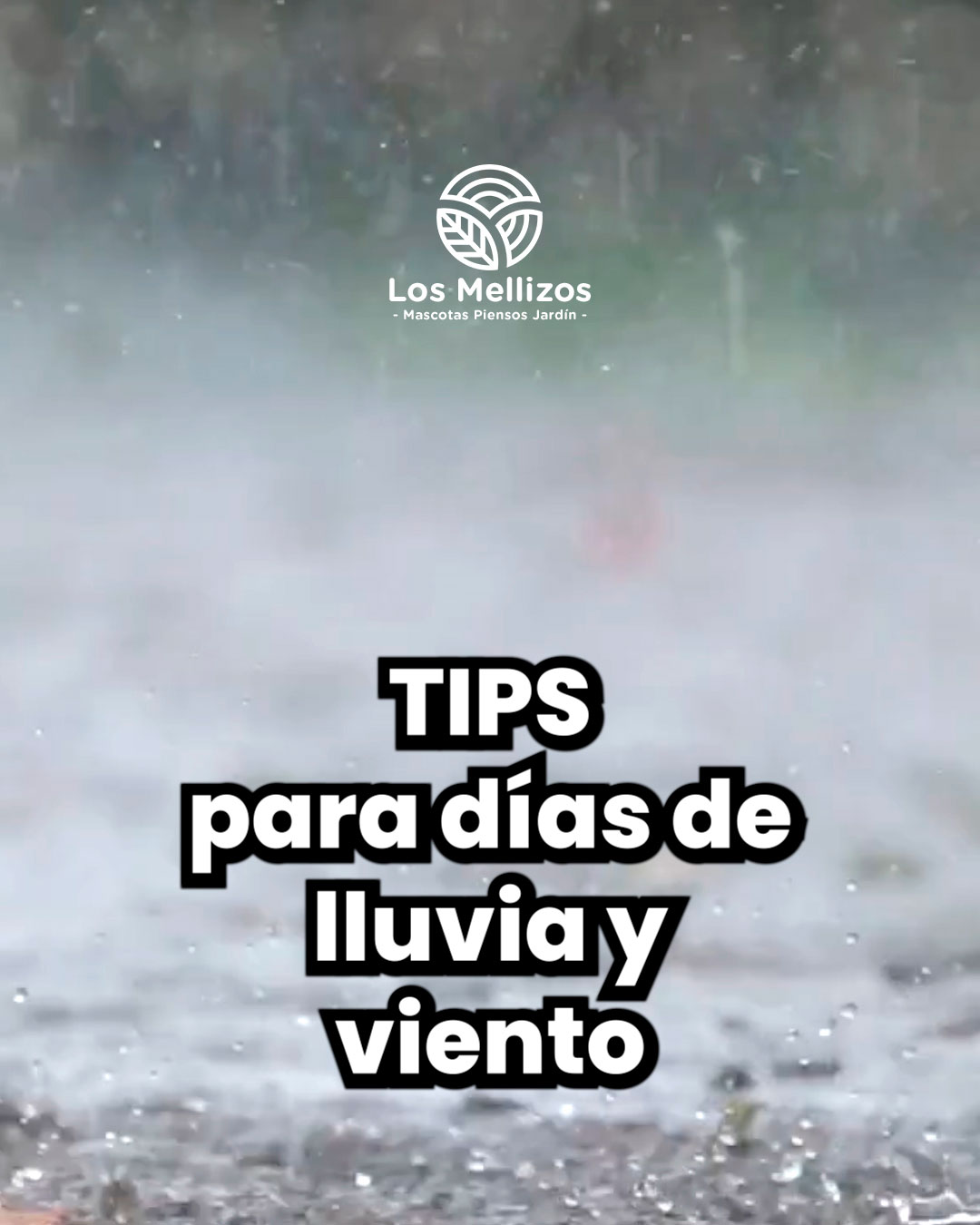 Tips para tus plantas en días lluviosos