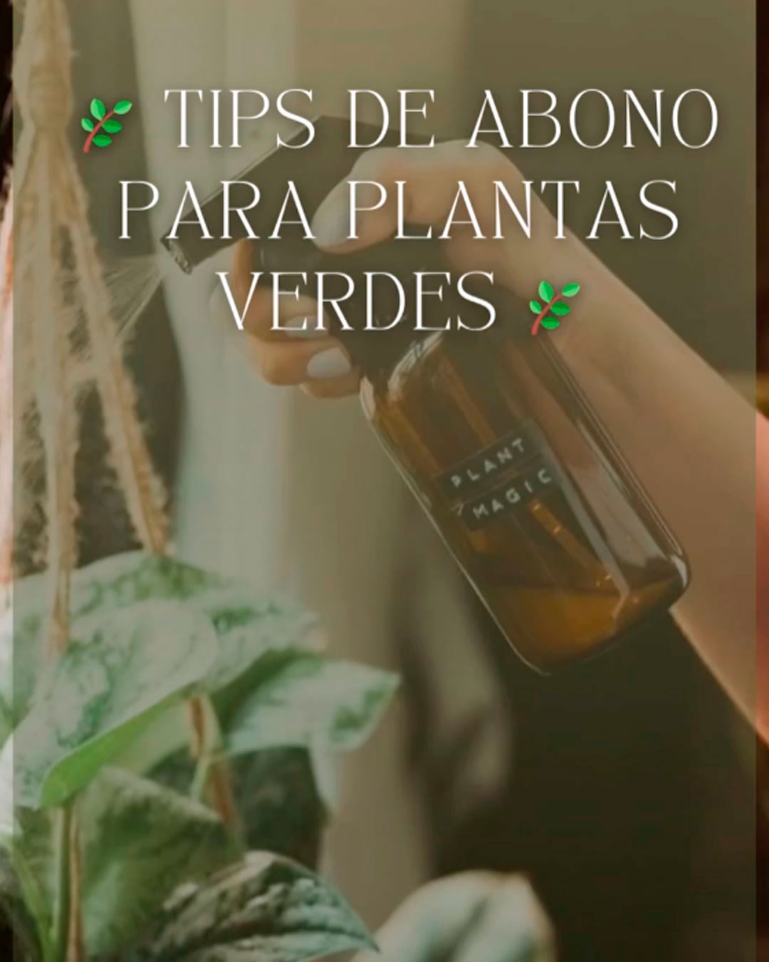 Tips de abono para plantas verdes