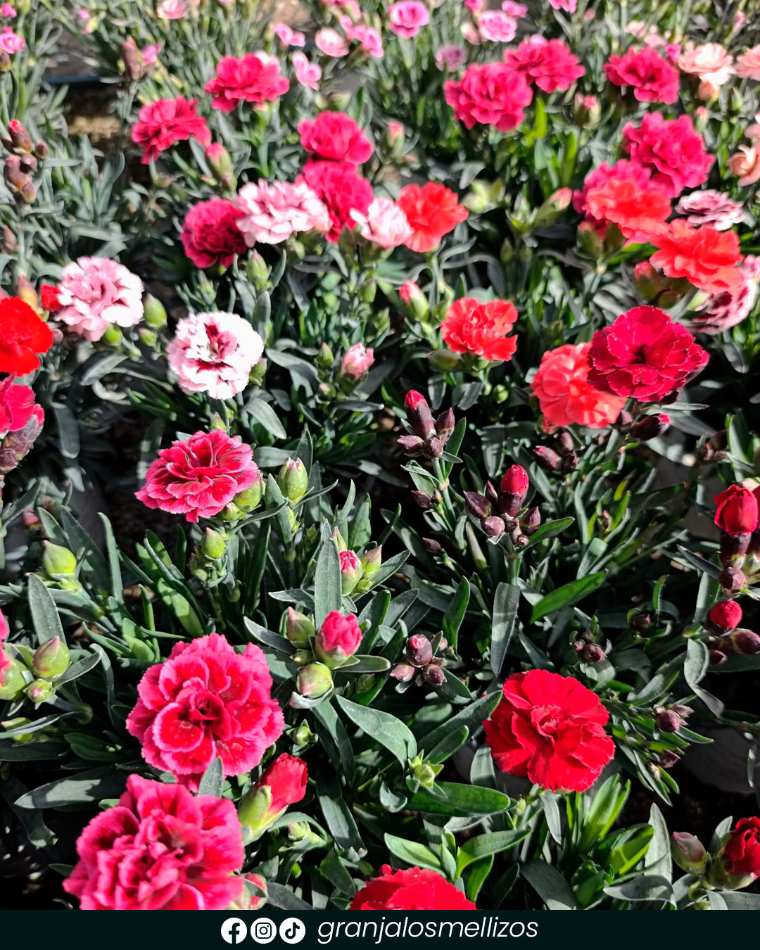 Novedades en plantas de interior y exterior