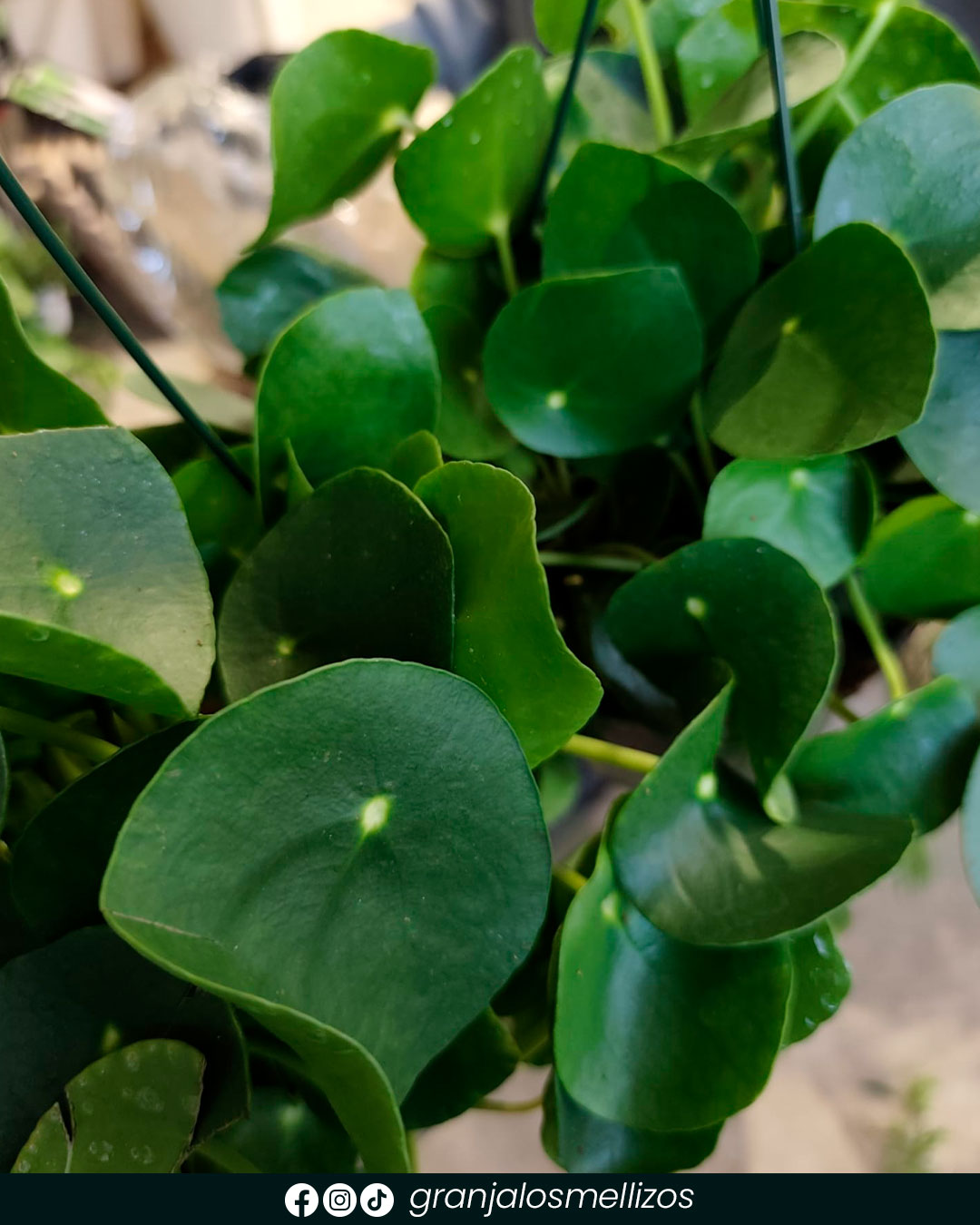 Novedades en plantas de interior y exterior
