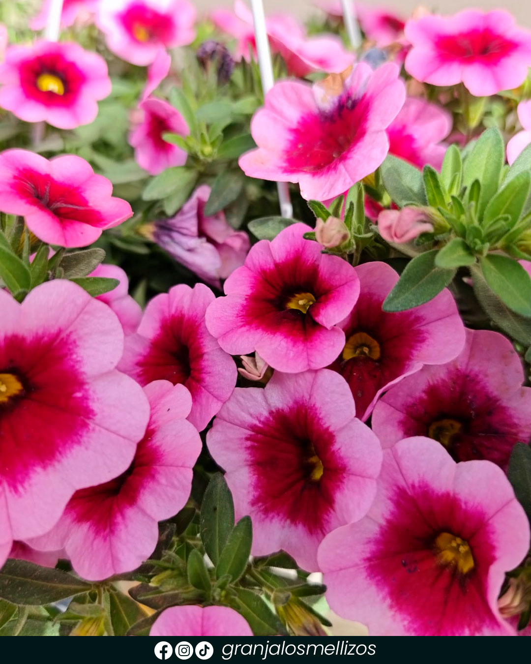 Novedades en plantas de interior y exterior