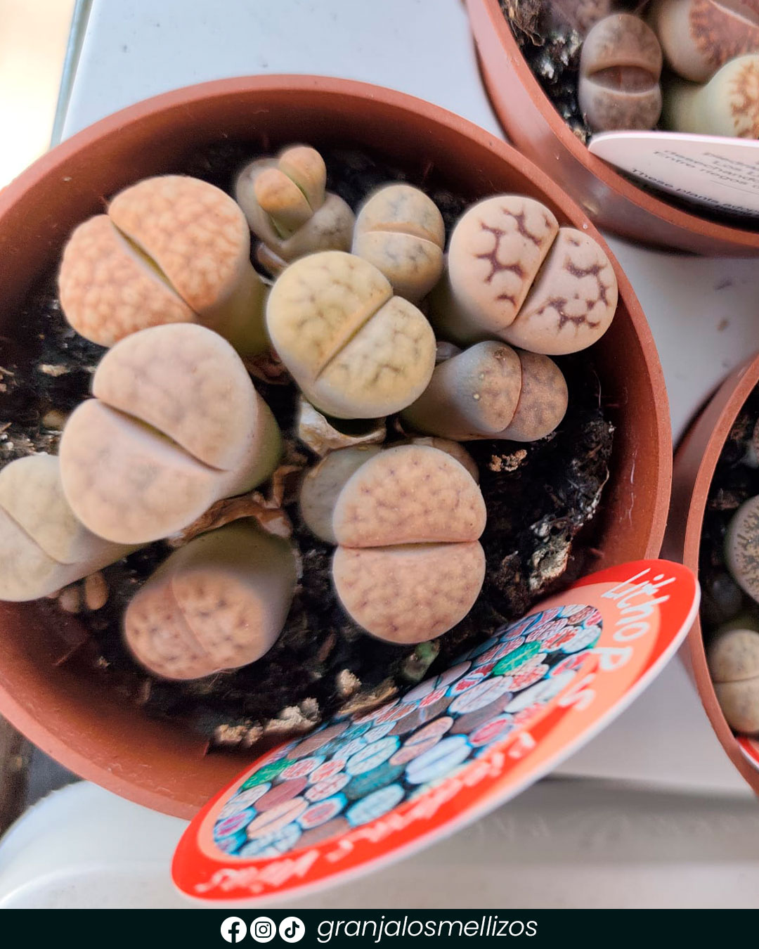 Novedades en plantas de interior y exterior