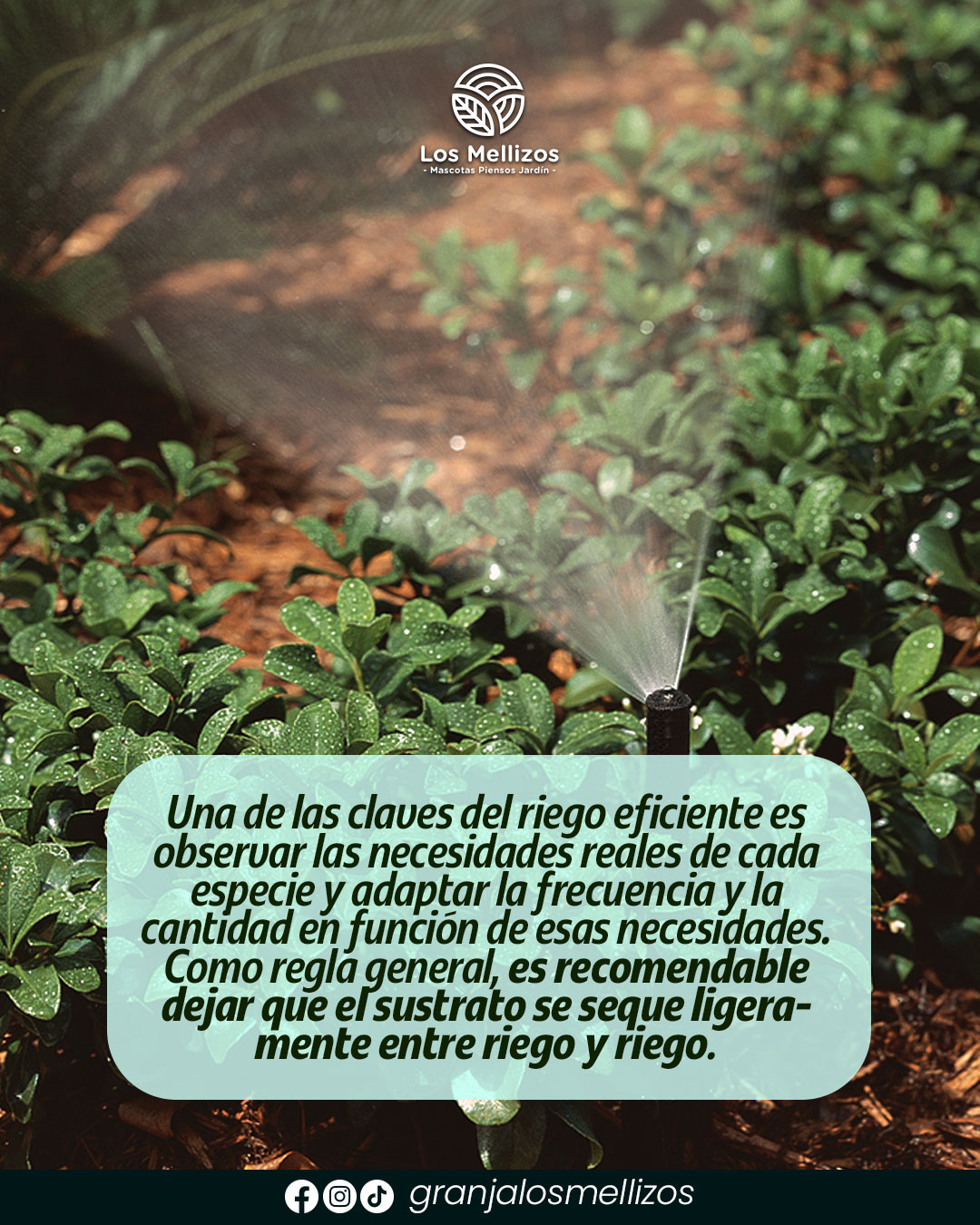 Riego responsable en el jardín