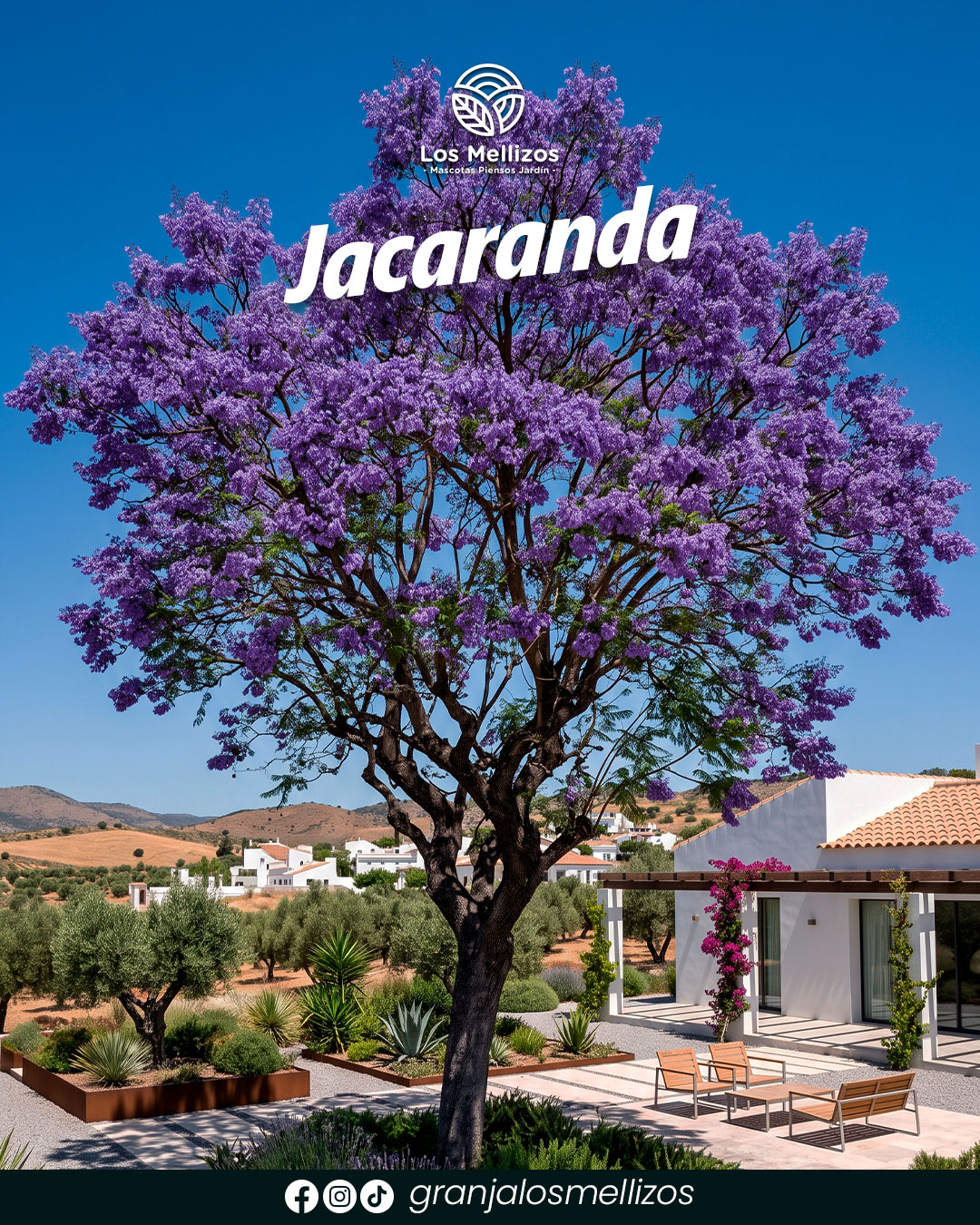 Jaracanda