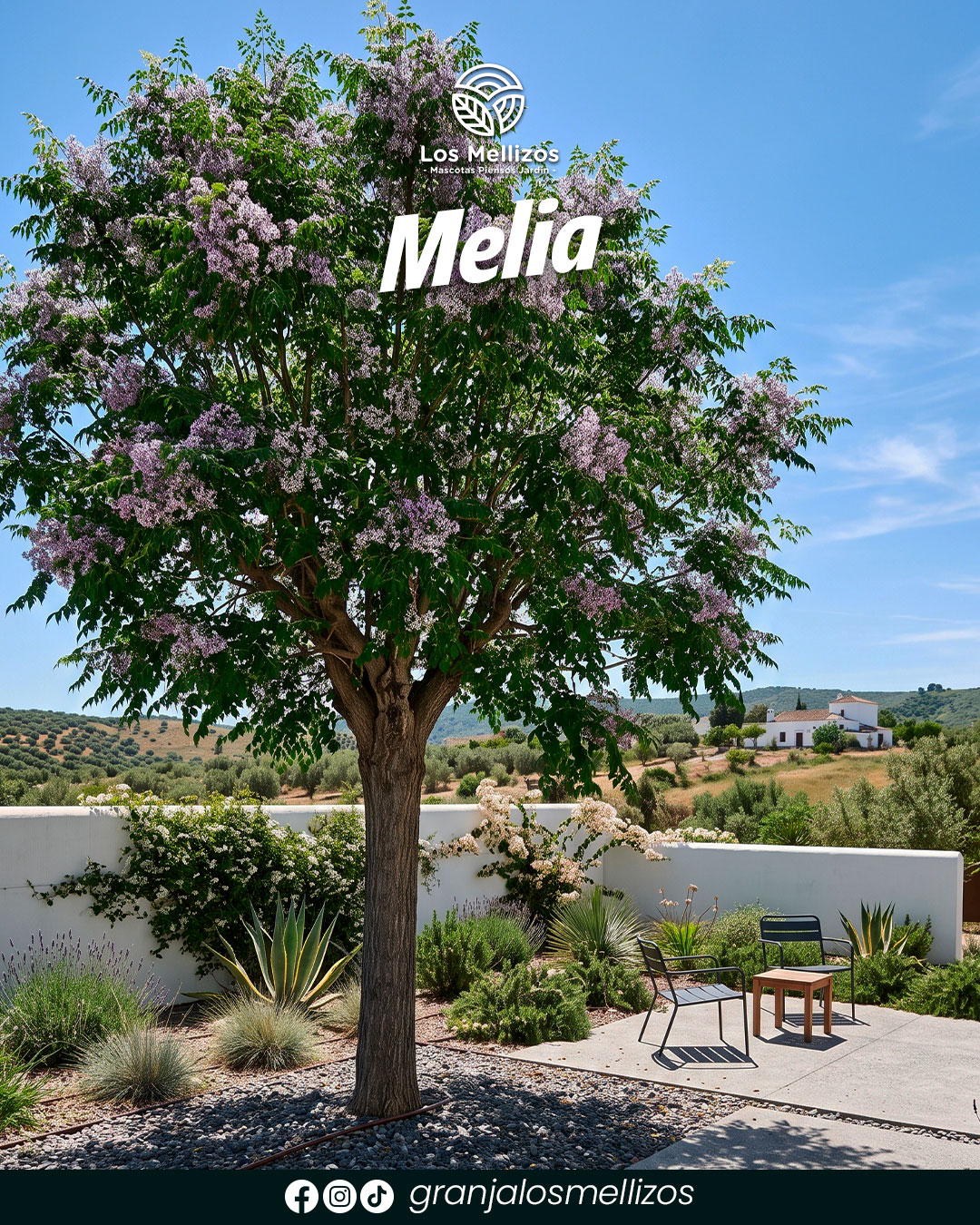 Melia