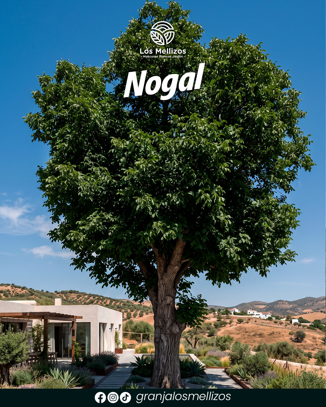 Nogal