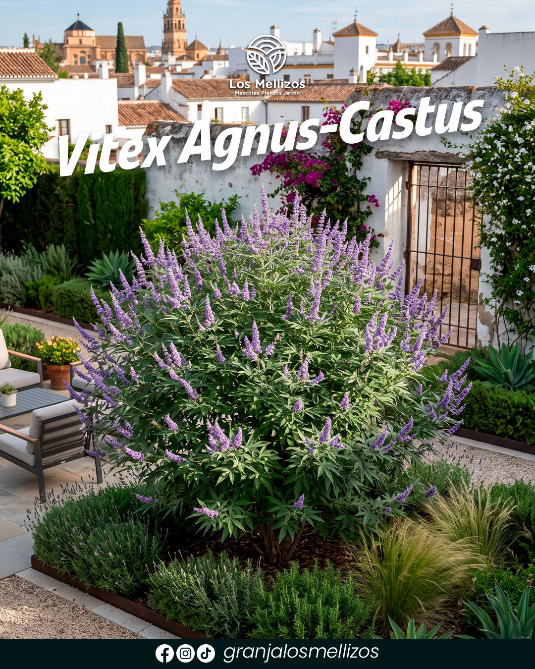 Vitex Agnus-Castus