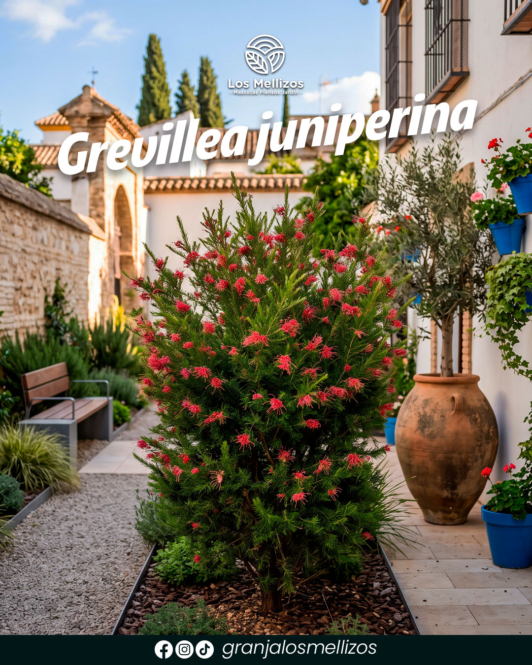 Grevillea juniperina