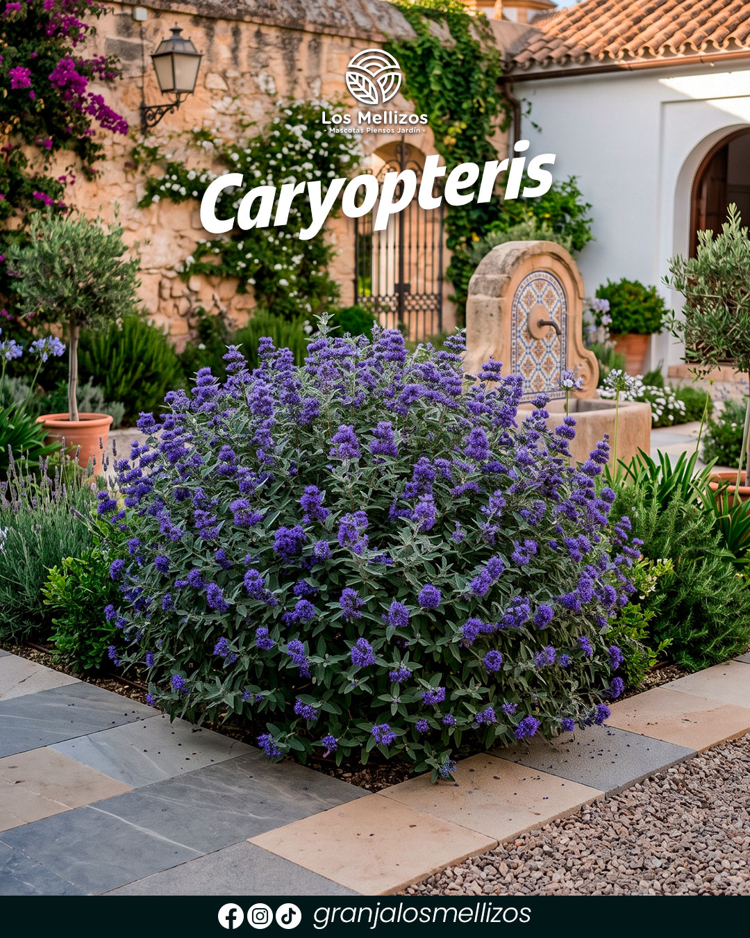 Caryopteris