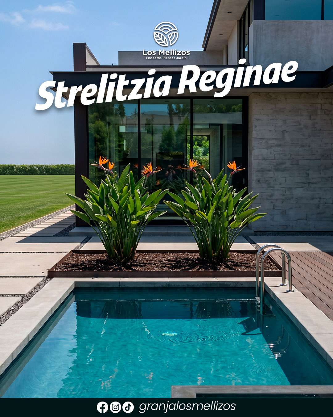 Strelitzia Reginae