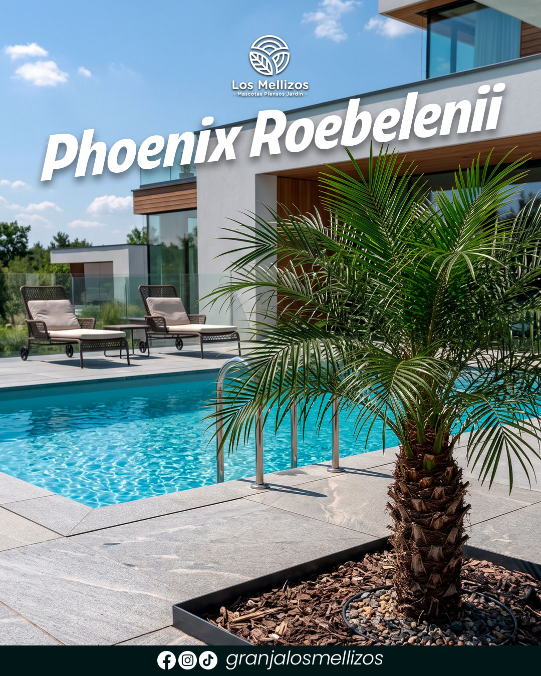 Phoenix Roebelenii - Palmera Enana
