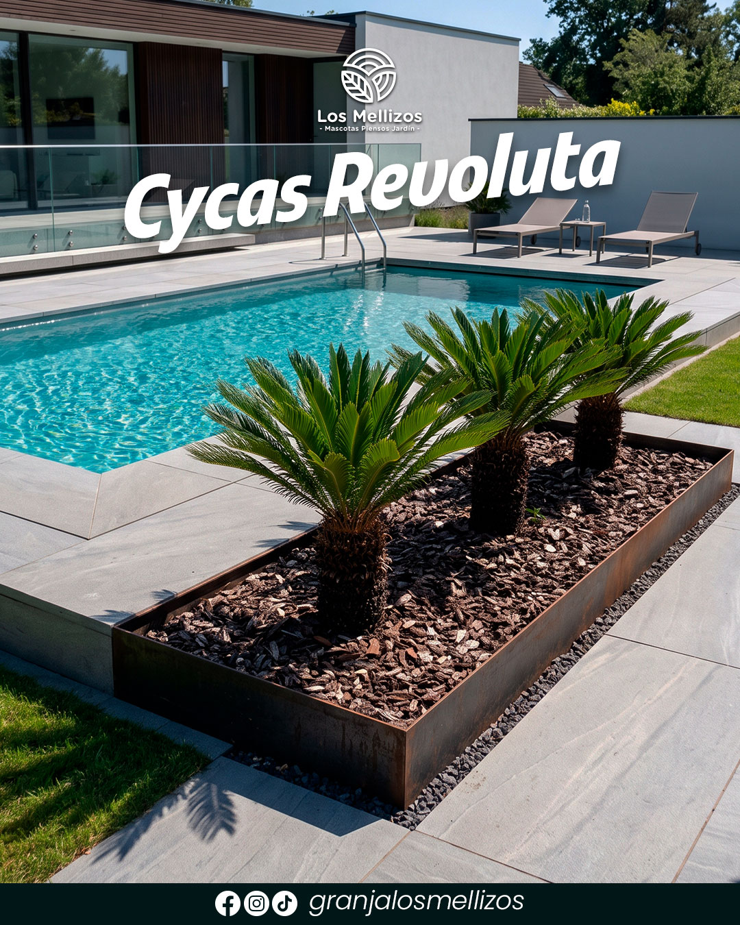 Cycas Revoluta