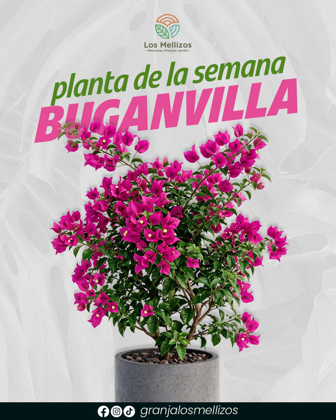 Planta de la semana: la Buganvilla