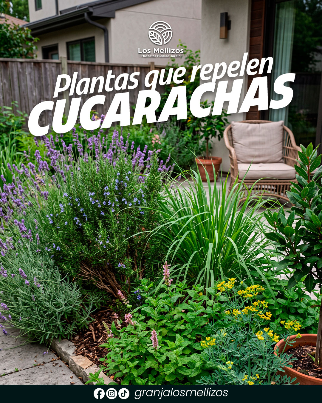 Plantas que repelen cucarachas