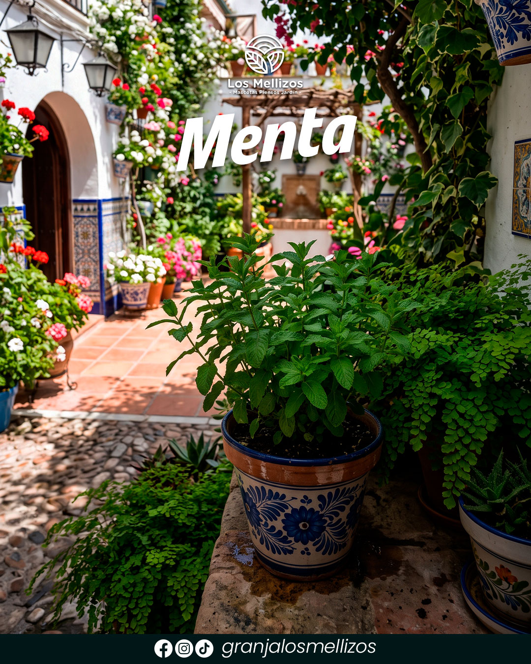 Menta