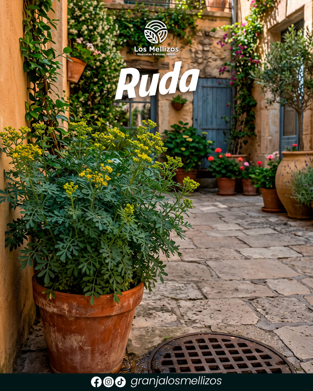 Ruda