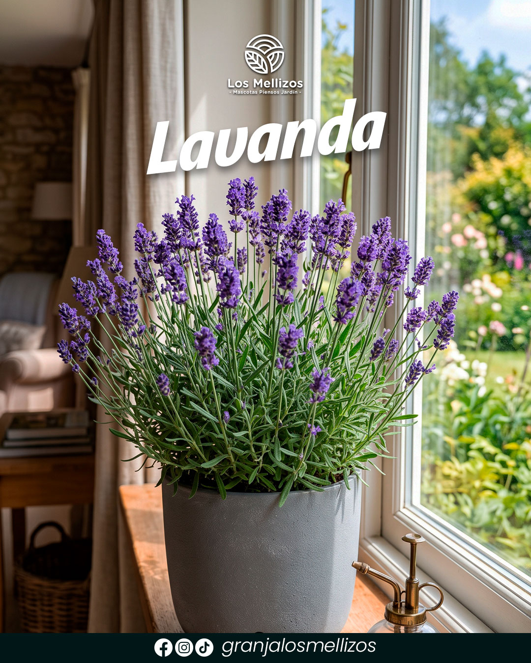 Lavanda