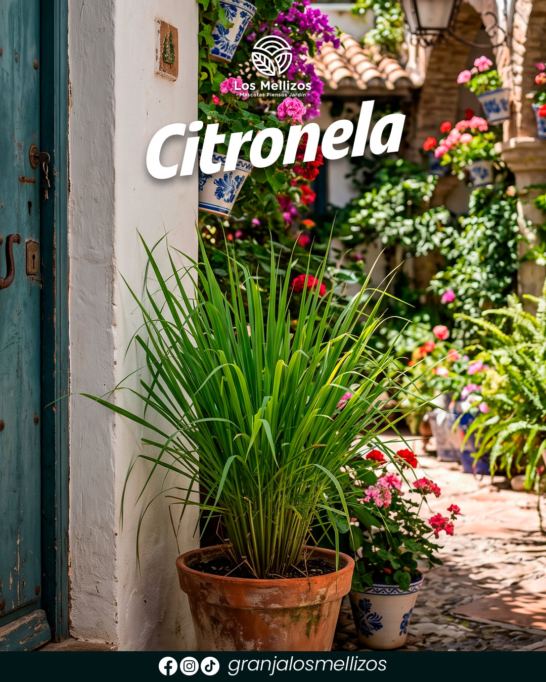 Citronela