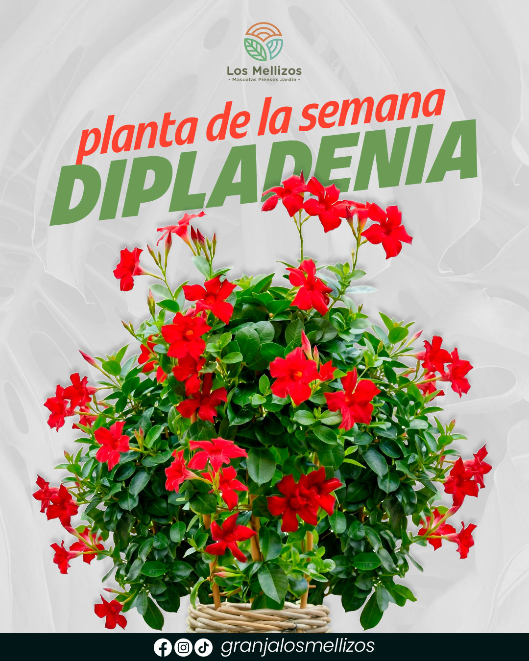 Planta de la semana: Dipladenia