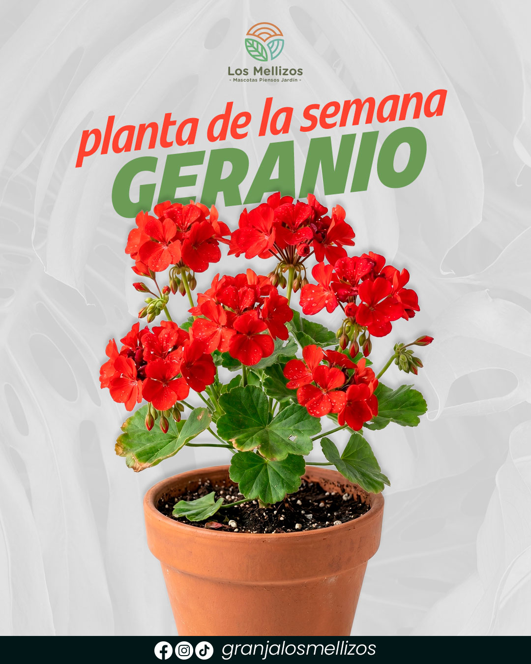 Planta de la semana: GERANIO