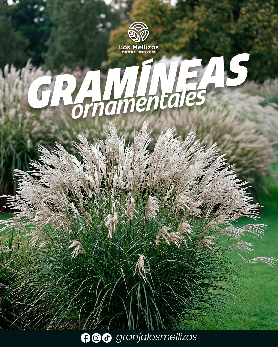 Gramíneas ornamentales