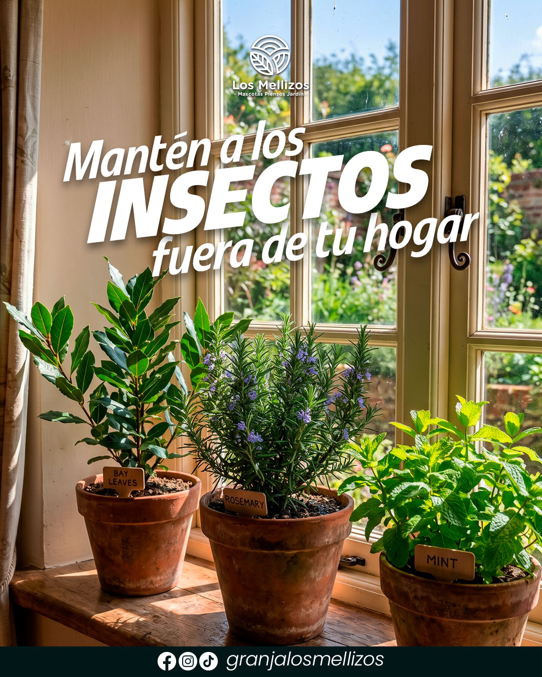 Plantas aromáticas para repeler insectos