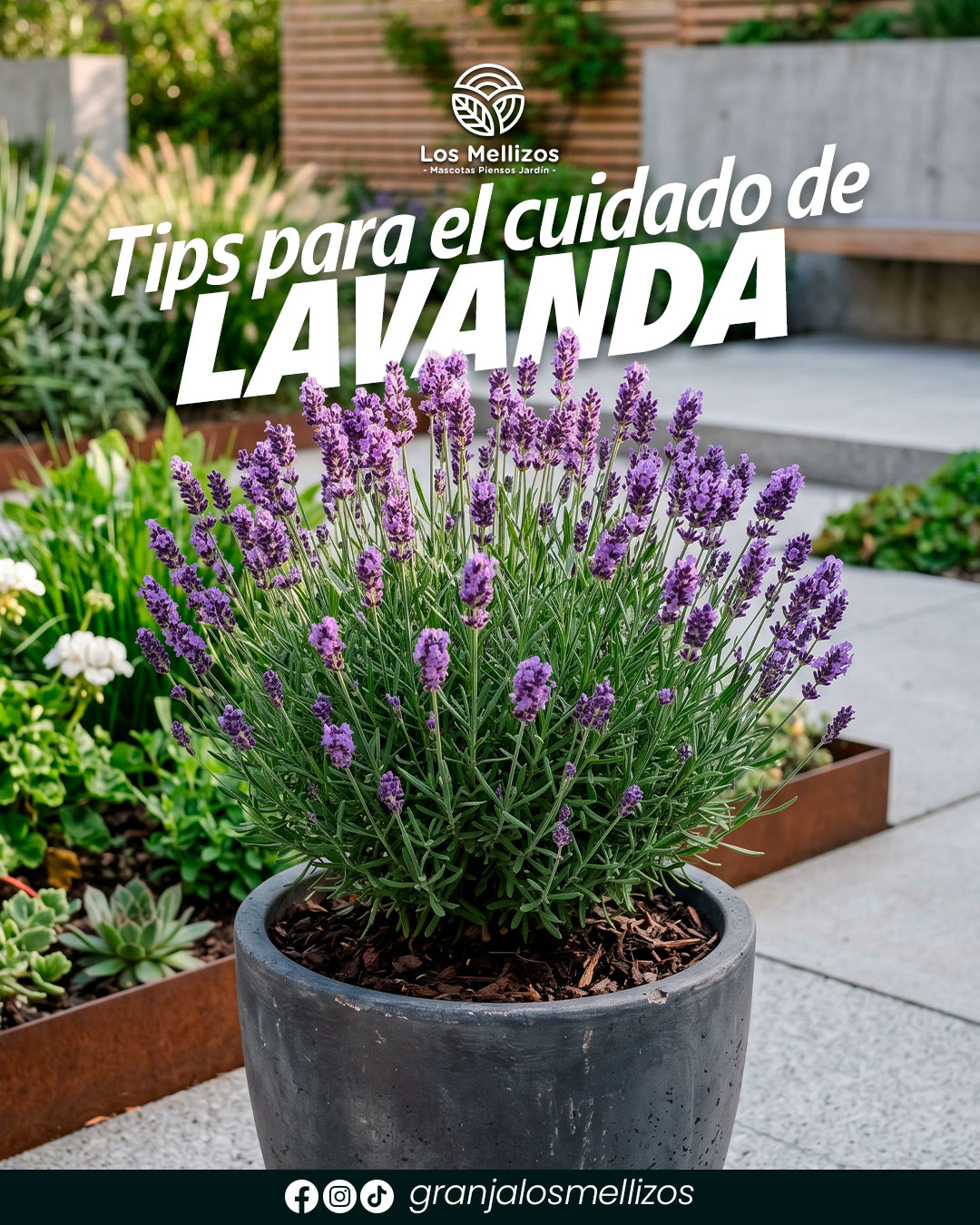 Tips para el cuidado de lavanda