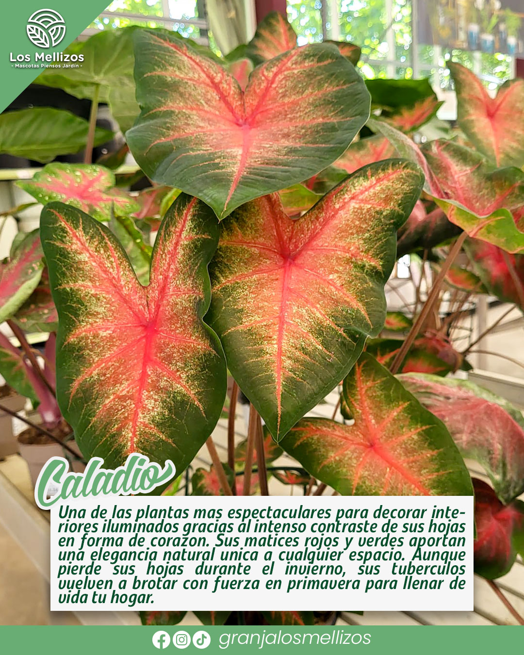 Novedades en plantas de interior