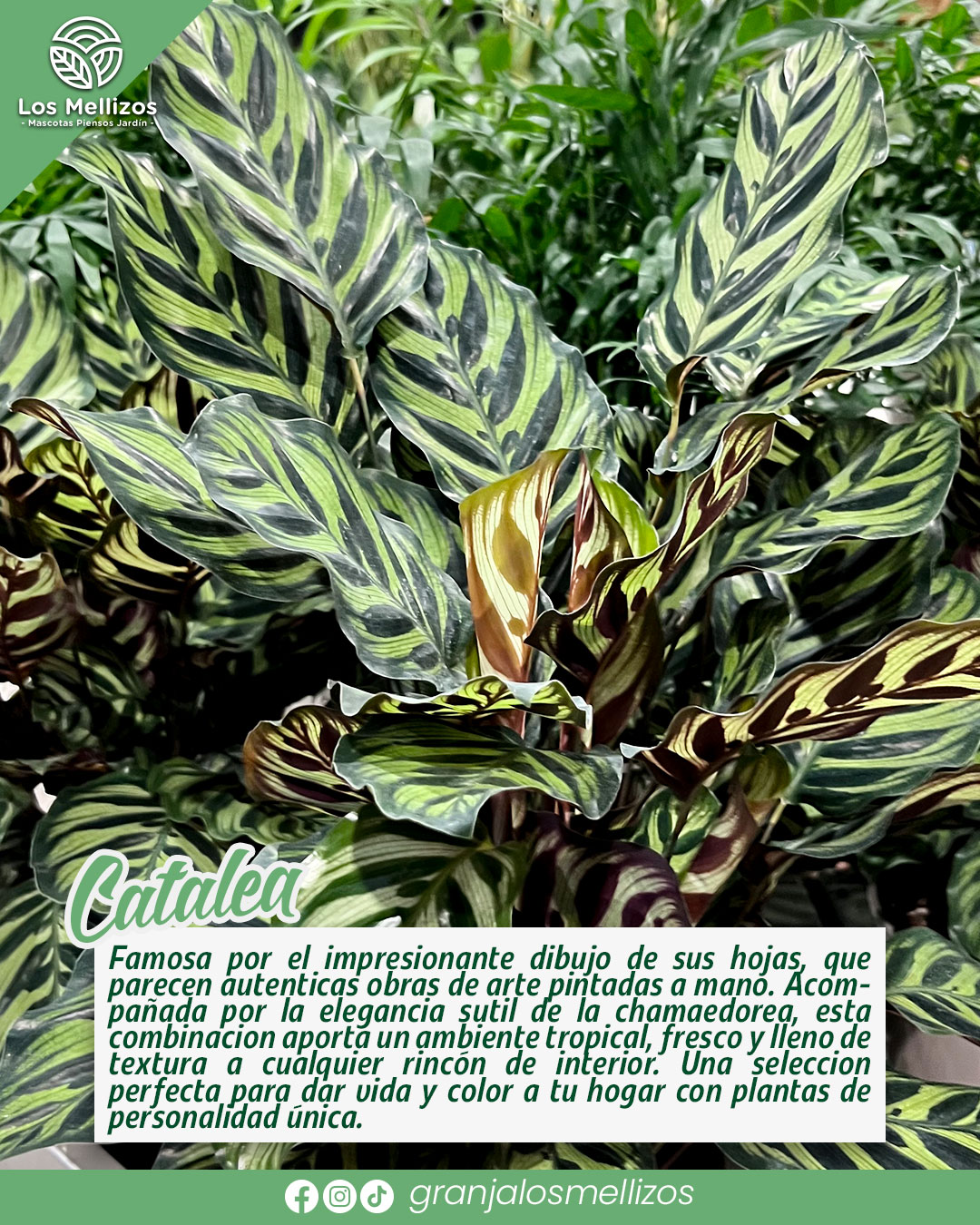 Catalea