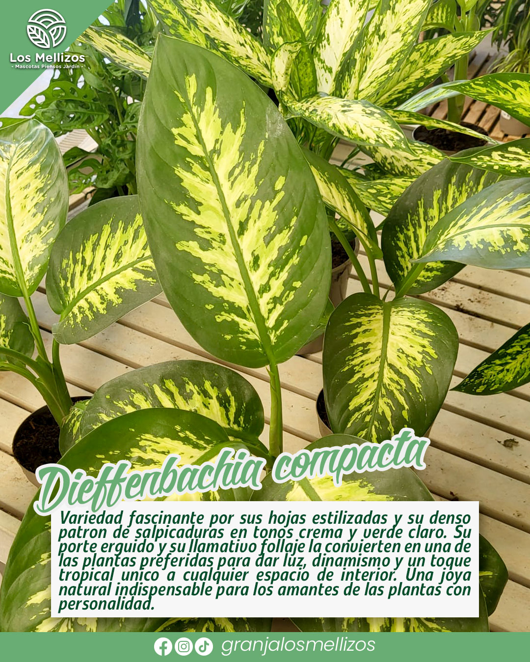 Dieffenbachia Compacta