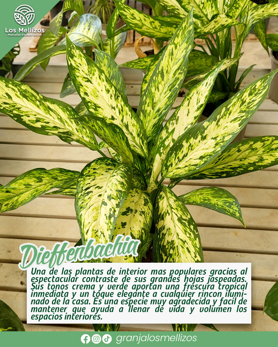 Dieffenbachia