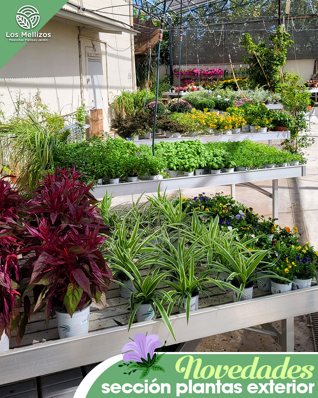 Novedades en plantas de interior y exterior