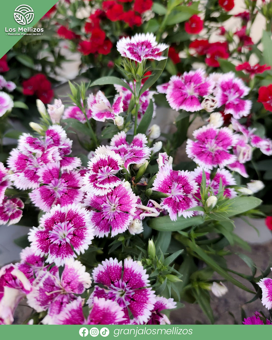 Plantas de temporada recién llegadas