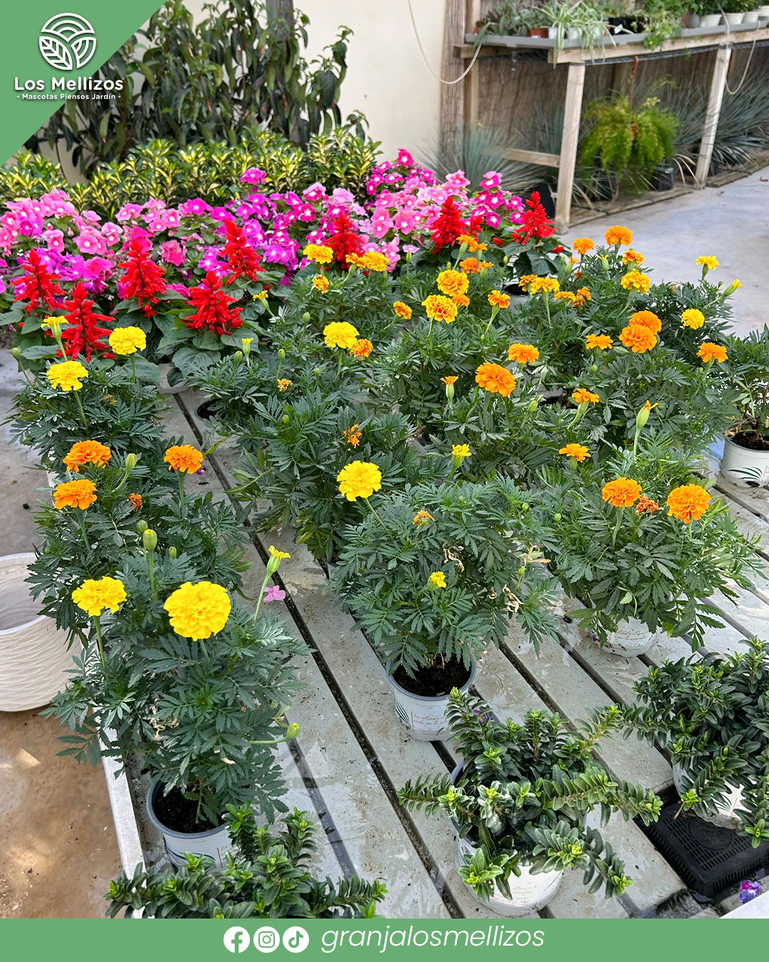 Ampliamos nuestra selección de plantas