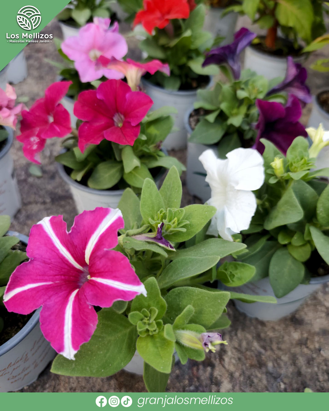 Petunia (Petunia x hybrida)