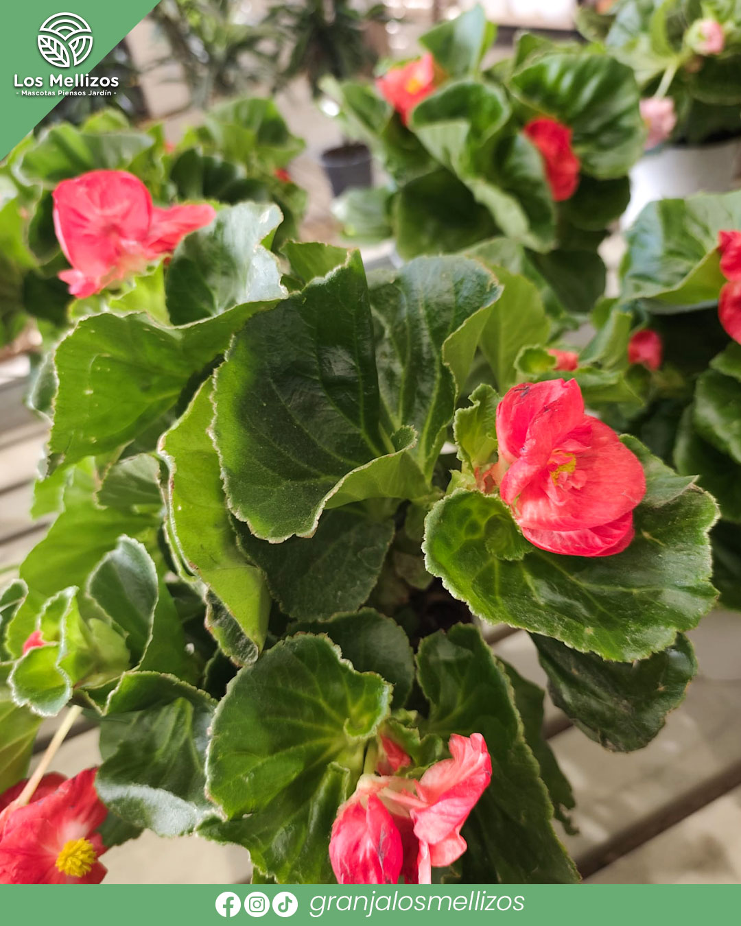 Begonia tuberosa (Begonia x tuberhybrida)