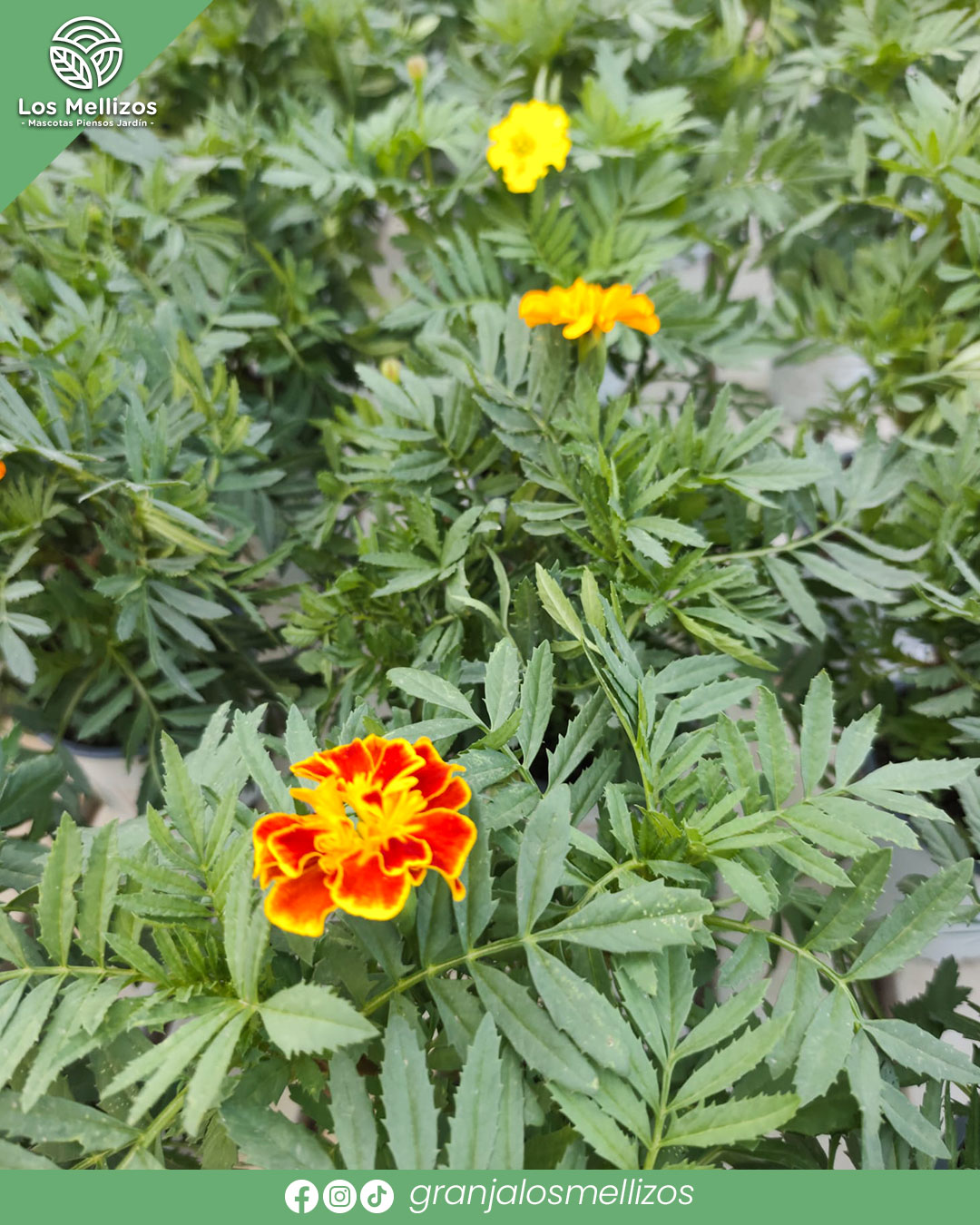 Copete o clave de la India (Tagetes patula)