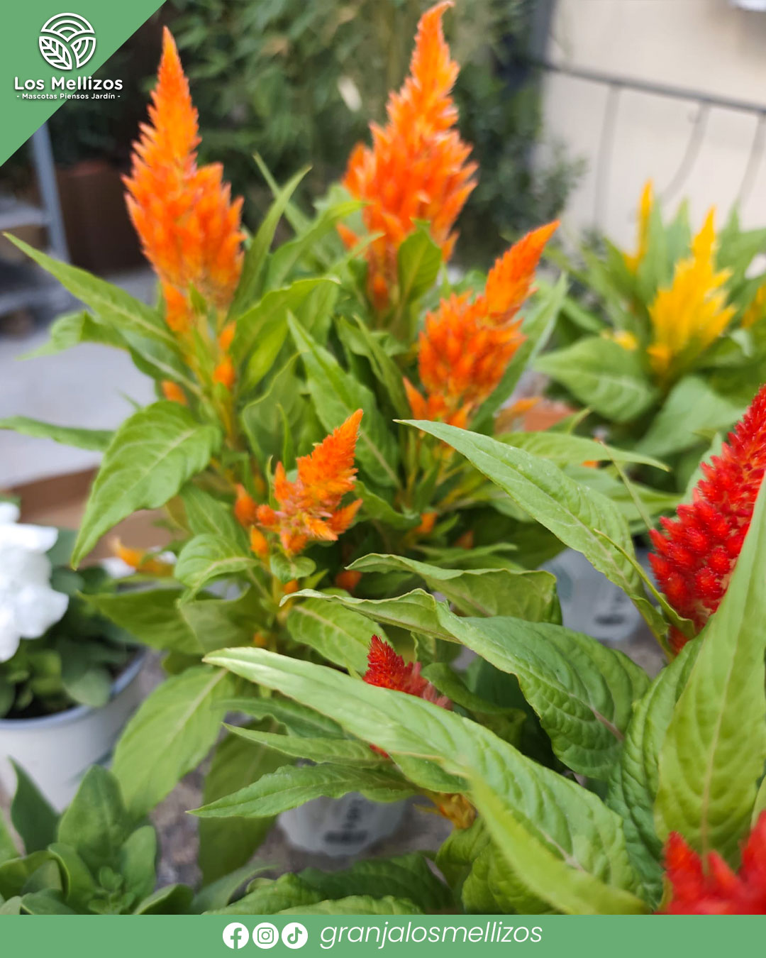 Celosía plumosa (Celosia argentea var. plumosa)